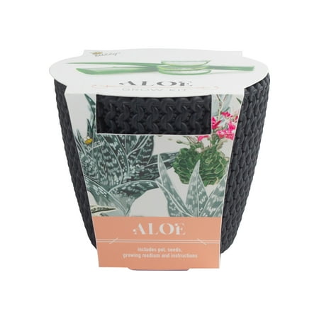 Buzzy Woven Grow Pot Aloe - Guaranteed to Grow