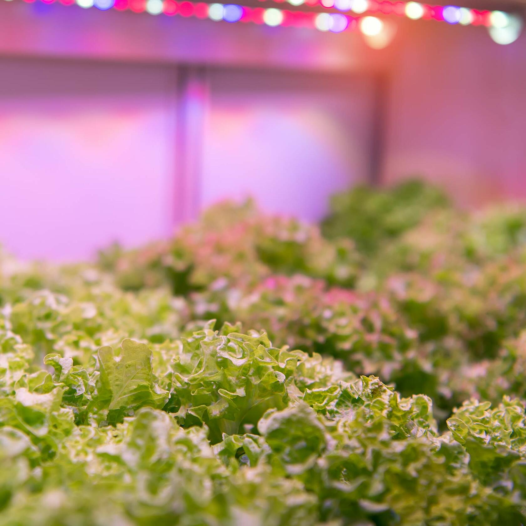 Feit Electric 80W LED Full Spectrum High Bay Grow Light (GLP14FS/HB/80W/LED), 14''